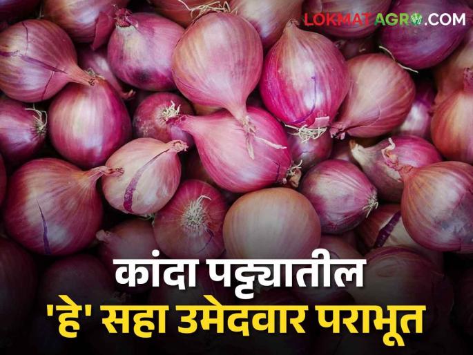 Latest News Loksabha Election 2024 Six candidates lost in Lok Sabha elections due to neglect of onion issue | Loksabha Election 2024 : कांदा पट्ट्यातील 'हे' उमेदवार पराभूत, शेतकऱ्यांचा रोष मतपेटीतून दिसला...! Latest News Loksabha Election 2024 Six candidates lost in Lok Sabha elections due to neglect of onion issue | Loksabha Election 2024 : कांदा पट्ट्यातील 'हे' उमेदवार पराभूत, शेतकऱ्यांचा रोष मतपेटीतून दिसला...!