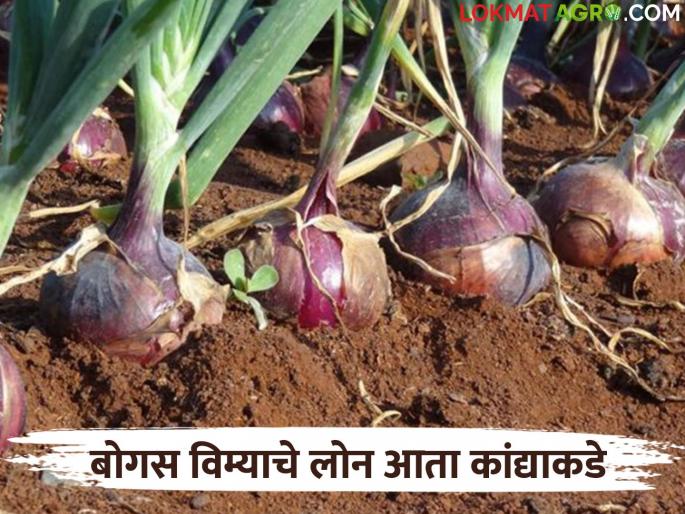Kanda Pik Vima : Fake fruit crop Insurance Now come in to Onion Crops; 60 thousand hectares of fake insurance in Solapur | Kanda Pik Vima : फळबागांच्या बनावट विम्याचे लोन आता कांदा पिकांपर्यंत; सोलापुरात ६० हजार हेक्टरवर बनावट विमा Kanda Pik Vima : Fake fruit crop Insurance Now come in to Onion Crops; 60 thousand hectares of fake insurance in Solapur | Kanda Pik Vima : फळबागांच्या बनावट विम्याचे लोन आता कांदा पिकांपर्यंत; सोलापुरात ६० हजार हेक्टरवर बनावट विमा