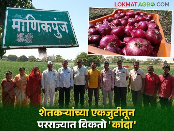Unity of onion producers a success; Farmers from Manikpunj area have taken the path of foreign markets through advanced agriculture | कांदा उत्पादकांच्या एकजुटीला यश; माणिकपुंज परिसरातील शेतकऱ्यांनी धरली प्रगत शेतीतून परराज्यातील बाजारांची वाट Unity of onion producers a success; Farmers from Manikpunj area have taken the path of foreign markets through advanced agriculture | कांदा उत्पादकांच्या एकजुटीला यश; माणिकपुंज परिसरातील शेतकऱ्यांनी धरली प्रगत शेतीतून परराज्यातील बाजारांची वाट