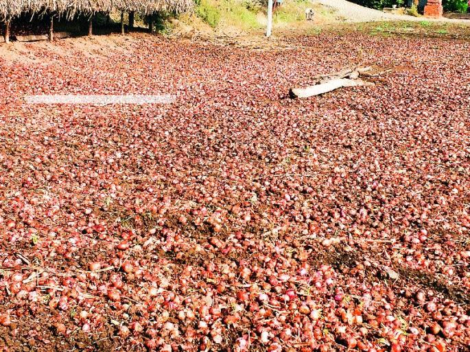 Red onion in Vani is Rs. Quintal | वणीत लाल कांदा ९०२० रु. क्विंटल Red onion in Vani is Rs. Quintal | वणीत लाल कांदा ९०२० रु. क्विंटल