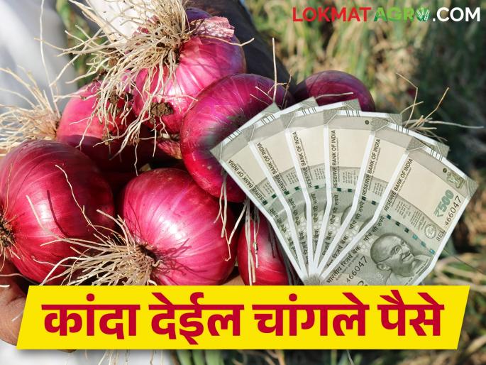 If you feel that onion should get good market price then do this | कांद्याला चांगला बाजारभाव मिळाला पाहिजे असं वाटतंय, तर हे कराच If you feel that onion should get good market price then do this | कांद्याला चांगला बाजारभाव मिळाला पाहिजे असं वाटतंय, तर हे कराच
