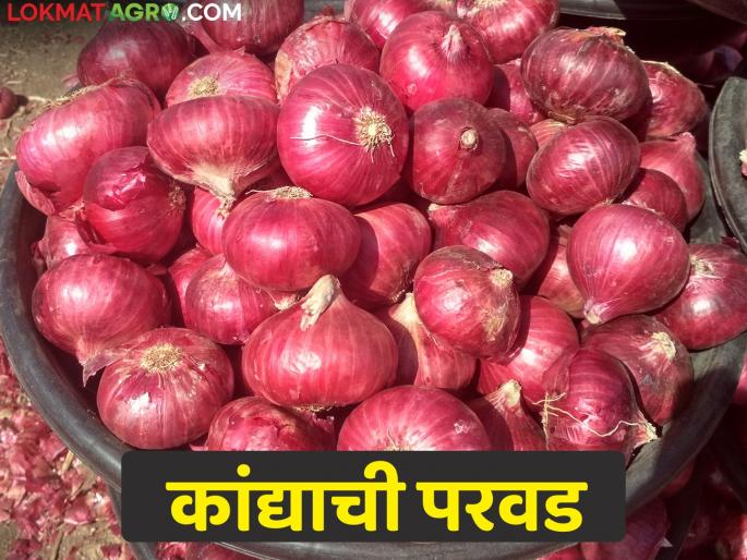 When will the onion export ban be lifted? Onion will be affordable after receiving the rate of Rs | कांदा निर्यातबंदी कधी उठेल? किती रुपये दर मिळाल्यावर कांदा परवडेल When will the onion export ban be lifted? Onion will be affordable after receiving the rate of Rs | कांदा निर्यातबंदी कधी उठेल? किती रुपये दर मिळाल्यावर कांदा परवडेल