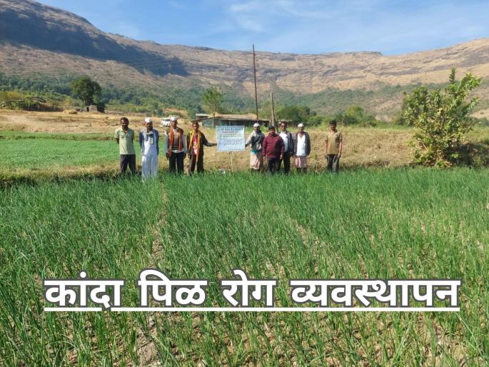 latest news How to manage onion root disease? Read in detail | कांदा पिळ रोग व्यवस्थापन कसे करावे? वाचा सविस्तर 