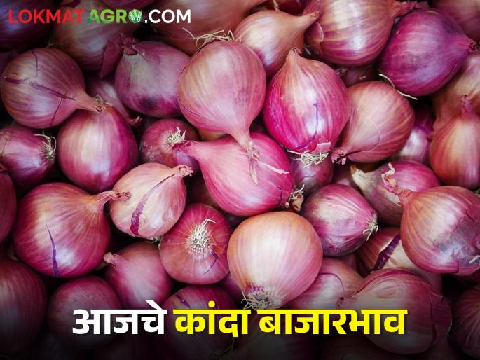 latest News Todays red or summer onion market price in nashik with Maharashtra | Onion Market : कुठल्या कांद्याला सर्वाधिक भाव, लाल की उन्हाळ? जाणून घ्या सविस्तर दर 