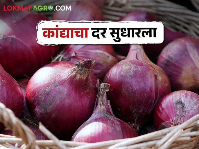 Kanda Bajarbhav Increase in Onion Rates in Mumbai Market Committee; How are you getting the price? | Kanda Bajarbhav मुंबई बाजार समितीमध्ये कांद्याच्या दरामध्ये वाढ; कसा मिळतोय भाव Kanda Bajarbhav Increase in Onion Rates in Mumbai Market Committee; How are you getting the price? | Kanda Bajarbhav मुंबई बाजार समितीमध्ये कांद्याच्या दरामध्ये वाढ; कसा मिळतोय भाव
