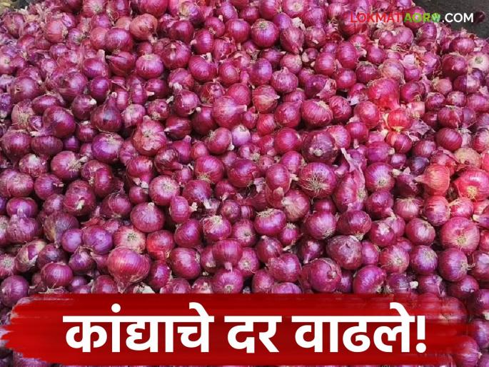 latest news Kanda BajarBhav: After making farmers cry, onion prices are going 'red'; Know the market price in detail | Kanda BajarBhav : शेतकऱ्यांना रडविल्यानंतर कांदा होतोय किमतीत 'लाल'; जाणून घ्या बाजारभाव सविस्तर latest news Kanda BajarBhav: After making farmers cry, onion prices are going 'red'; Know the market price in detail | Kanda BajarBhav : शेतकऱ्यांना रडविल्यानंतर कांदा होतोय किमतीत 'लाल'; जाणून घ्या बाजारभाव सविस्तर