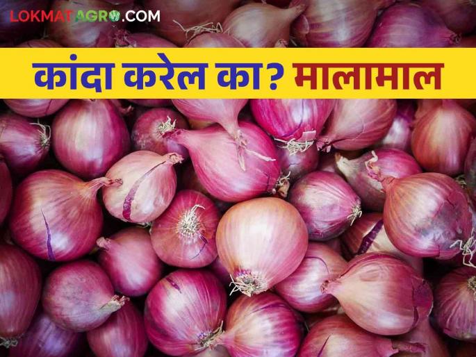 Kanda Bajarbhav: In the market committees onion arrival half, the price of onion goes to four thousand | Kanda Bajarbhav : बाजार समित्यांत कांदा आवक निम्म्यावर दर गेला चार हजारांवर