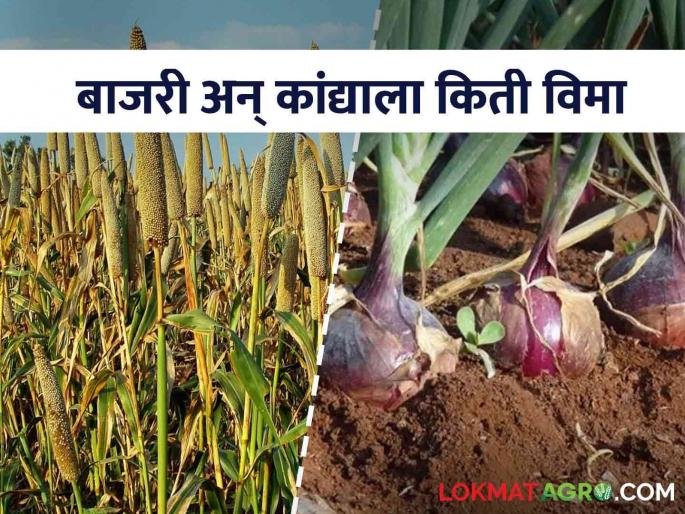 Onion Crop Insurance: Buy insurance for onion crop you will get compensation of 46 thousand rupees | Kanda Vima एक रुपयामध्ये काढा कांद्याचा पीकविमा मिळेल ४६ हजार रुपये भरपाई Onion Crop Insurance: Buy insurance for onion crop you will get compensation of 46 thousand rupees | Kanda Vima एक रुपयामध्ये काढा कांद्याचा पीकविमा मिळेल ४६ हजार रुपये भरपाई
