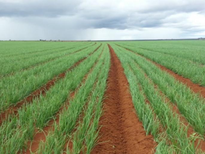 Accelerate onion sowing by machine | यंत्राद्वारे कांदा पेरणीला वेग