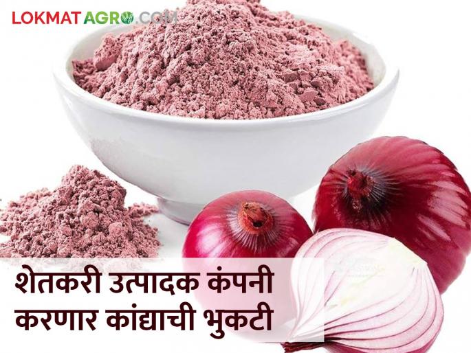 A project of onion powder will be set up under the smart project | स्मार्ट प्रकल्पांतर्गत कांद्याची भुकटी करण्याचा प्रकल्प उभारणार A project of onion powder will be set up under the smart project | स्मार्ट प्रकल्पांतर्गत कांद्याची भुकटी करण्याचा प्रकल्प उभारणार