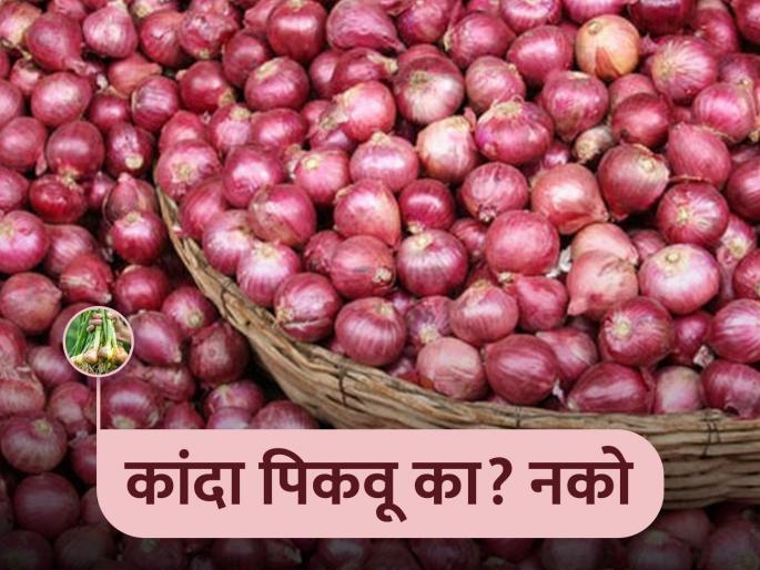 Tell me whether we should grow onion or not! | आम्ही कांदा पिकवायचा की नाही, ते तरी एकदा सांगा! Tell me whether we should grow onion or not! | आम्ही कांदा पिकवायचा की नाही, ते तरी एकदा सांगा!