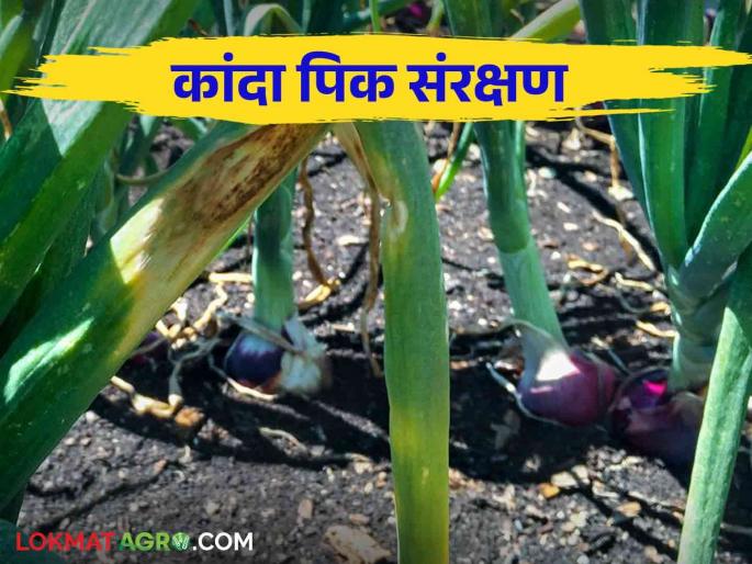 top ten remedies to prevent pest and diseases in onion crop read in detail | कांदा पिकात कीड रोग येऊ नये म्हणून हे टॉप दहा उपाय वाचा सविस्तर