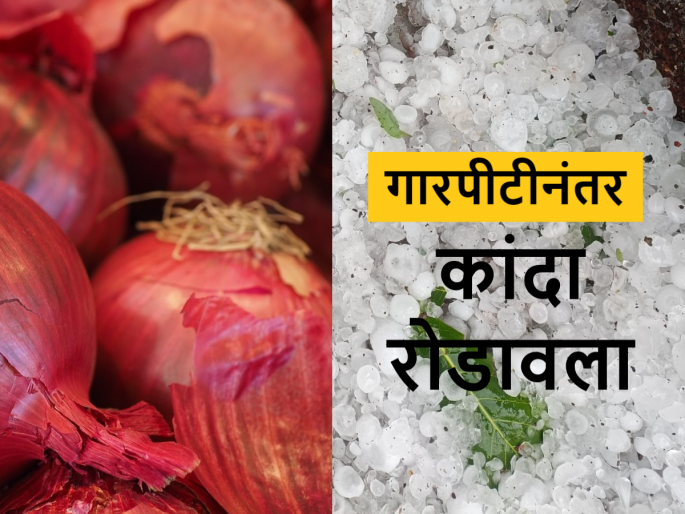 After rain and hailstorm hike in onion rates observed today in Lasalgaon Market | गारपीटीतील नुकसानीमुळे बाजारसमितीत कांदा आवक रोडावली; बाजारभाव वाढले After rain and hailstorm hike in onion rates observed today in Lasalgaon Market | गारपीटीतील नुकसानीमुळे बाजारसमितीत कांदा आवक रोडावली; बाजारभाव वाढले