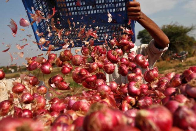 Twenty-four trucks soaked by rain, the onion decayed, and fell without sales | पावसाने भिजलेला वीस ट्रक कांदा सडला, विक्रीविना पडला Twenty-four trucks soaked by rain, the onion decayed, and fell without sales | पावसाने भिजलेला वीस ट्रक कांदा सडला, विक्रीविना पडला