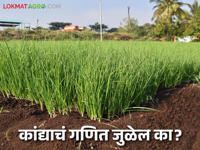 Kanda Lagvad : Onion seedlings did not grow due to bad weather; Will the cultivation area decrease or increase? | Kanda Lagvad : अवकाळीमुळे कांदा रोप उगवलंच नाही; लागवड क्षेत्र घटणार की वाढणार? Kanda Lagvad : Onion seedlings did not grow due to bad weather; Will the cultivation area decrease or increase? | Kanda Lagvad : अवकाळीमुळे कांदा रोप उगवलंच नाही; लागवड क्षेत्र घटणार की वाढणार?