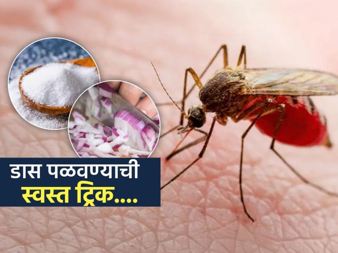 How to get rid of mosquitoes in house with Onion and salt | कांदा आणि मिठाच्या 'या' ट्रिकनं पळवा घरातील डास, प्रभावी ठरेल स्वस्तात मस्त उपाय...