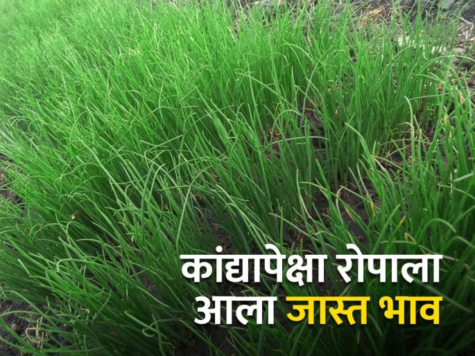 One acre of onion cultivation seedling costs 22 thousand rupees | एक एकर कांदा लागवडीसाठी मोजावे लागत आहेत २२ हजार रुपये