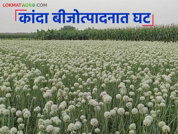latest news Onion Seed Production: Decrease in onion seed production; Know the reason in detail | Onion Seed Production: कांदा बीजोत्पादनात घट; काय आहे कारण जाणून घ्या सविस्तर