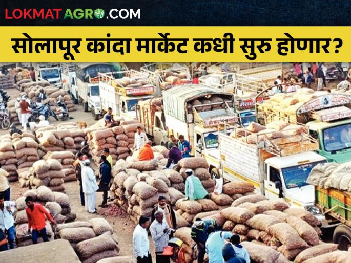 Solapur apmc onion auctions create problem for farmers; Onion market price directly on half | दिवसाआड लिलाव शेतकऱ्यांच्या मुळावर; कांदा बाजारभाव थेट निम्म्यावर Solapur apmc onion auctions create problem for farmers; Onion market price directly on half | दिवसाआड लिलाव शेतकऱ्यांच्या मुळावर; कांदा बाजारभाव थेट निम्म्यावर