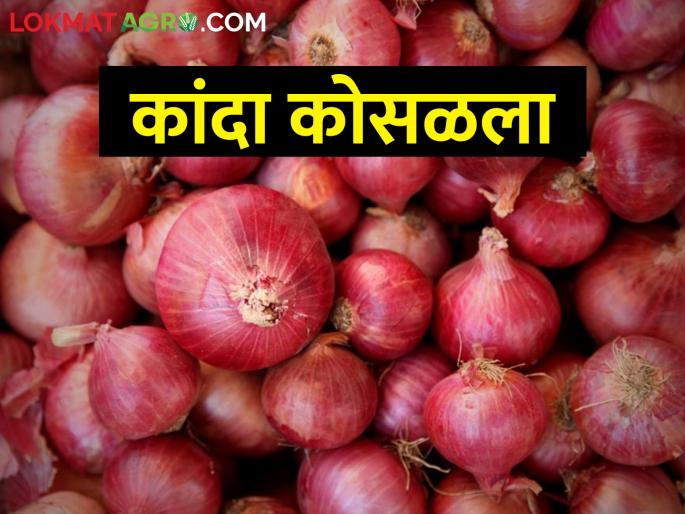 985 truckloads of onions arrived in Solapur apmc; How is the onion market price going? | सोलापुरात ९८५ ट्रक कांद्याची आवक; कसा सुरु आहे कांदा बाजारभाव 985 truckloads of onions arrived in Solapur apmc; How is the onion market price going? | सोलापुरात ९८५ ट्रक कांद्याची आवक; कसा सुरु आहे कांदा बाजारभाव