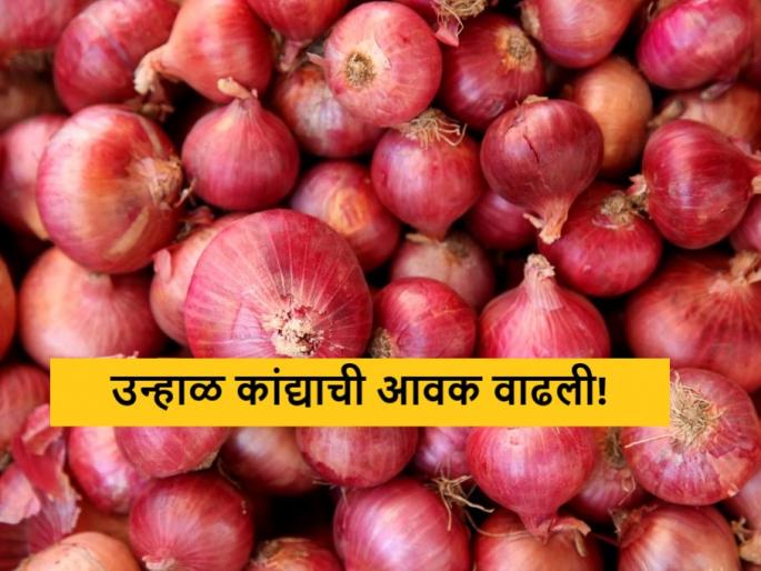Latest News 12 april Todays Summer Onion Market Price in maharashtra market yards | Onion Market : उन्हाळ कांद्याची आवक वाढली, आज कुठे-काय भाव मिळाला? वाचा सविस्तर 