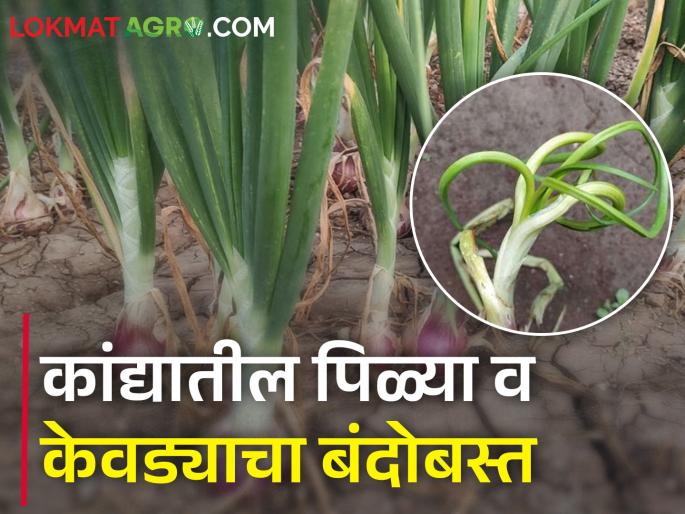 How to manage the twister & downy mildew disease in onion crop? | कांद्यावर पिळ्या आणि केवडा रोग म्हणजे शेतकऱ्यांचे नुकसान, असा करा बंदोबस्त How to manage the twister & downy mildew disease in onion crop? | कांद्यावर पिळ्या आणि केवडा रोग म्हणजे शेतकऱ्यांचे नुकसान, असा करा बंदोबस्त