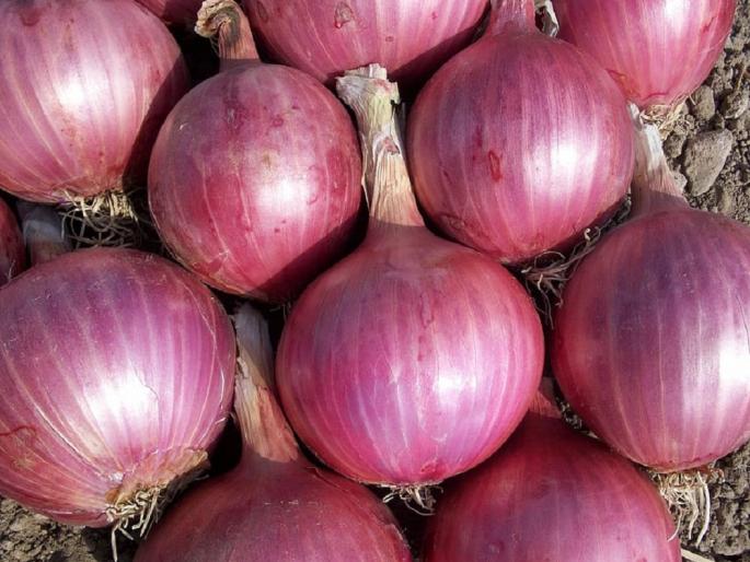 1 lakh 71 thousand farmers are eligible for onion subsidy | १ लाख ७१ हजार शेतकरी कांदा अनुदानासाठी पात्र 1 lakh 71 thousand farmers are eligible for onion subsidy | १ लाख ७१ हजार शेतकरी कांदा अनुदानासाठी पात्र