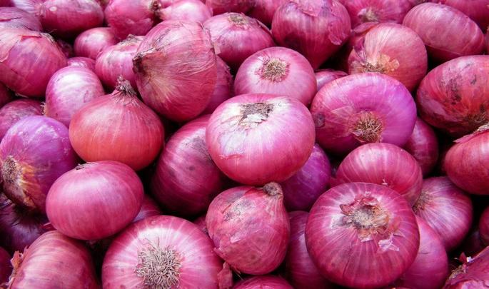 Onion growers worried about cloudy weather: Disease arrives on rabi crops | ढगाळ हवामानामुळे कांदा उत्पादक चिंतेत मेशी : रब्बी पिकांवर रोगराईचे आगमन Onion growers worried about cloudy weather: Disease arrives on rabi crops | ढगाळ हवामानामुळे कांदा उत्पादक चिंतेत मेशी : रब्बी पिकांवर रोगराईचे आगमन