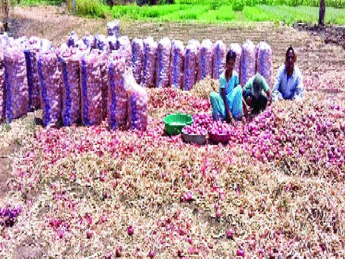 Onion damage due to rain | पावसामुळे कांद्याचे नुकसान  Onion damage due to rain | पावसामुळे कांद्याचे नुकसान