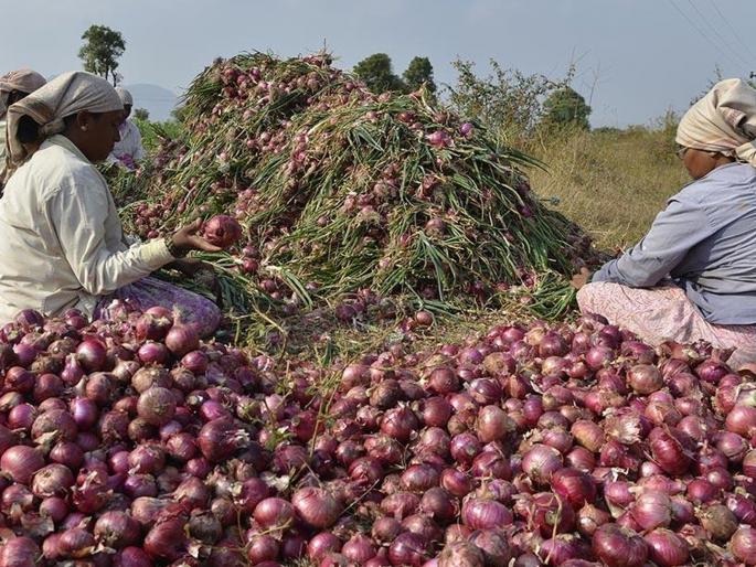 Farmers should grow onions or not, tell them once! | शेतकऱ्यांनी कांदा पिकवायचा की नाही, ते तरी एकदा सांगा! Farmers should grow onions or not, tell them once! | शेतकऱ्यांनी कांदा पिकवायचा की नाही, ते तरी एकदा सांगा!