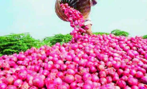 Due to the drop in rates, the turnover of onion in Solapur decreased by 300 crores | दराच्या घसरणीमुळे सोलापुरातील कांदा उलाढाल ३०० कोटींनी घटली Due to the drop in rates, the turnover of onion in Solapur decreased by 300 crores | दराच्या घसरणीमुळे सोलापुरातील कांदा उलाढाल ३०० कोटींनी घटली