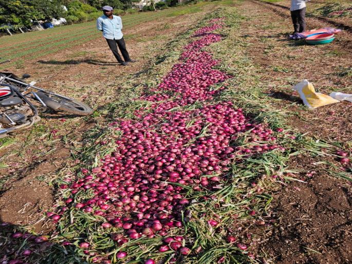 Thieves killed Dalla on onion stolen onion worth 70,000; Incidents in Khed Taluka | चोरट्यानी मारला कांद्यावर डल्ला, तब्बल ७० हजाराचा कांदा नेला चोरून; खेड तालुक्यातील घटना Thieves killed Dalla on onion stolen onion worth 70,000; Incidents in Khed Taluka | चोरट्यानी मारला कांद्यावर डल्ला, तब्बल ७० हजाराचा कांदा नेला चोरून; खेड तालुक्यातील घटना