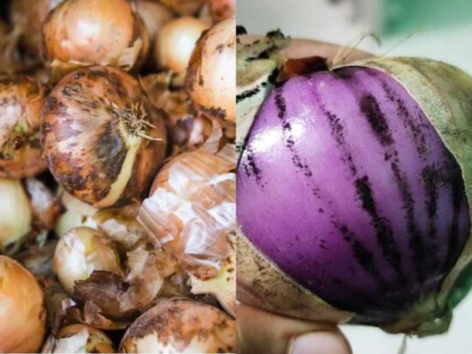 Are onions with black spots safe to eat according to doctors Why moldy onions are dangerous and how to avoid them Health risks of eating onions with mold | बुरशी-काळे डाग पडलेले कांदे खावे का? ‘सायलेंट पॉयझन' टाळा डॉक्टर्सचा इशारा- पाहा ४ टिप्स Are onions with black spots safe to eat according to doctors Why moldy onions are dangerous and how to avoid them Health risks of eating onions with mold | बुरशी-काळे डाग पडलेले कांदे खावे का? ‘सायलेंट पॉयझन' टाळा डॉक्टर्सचा इशारा- पाहा ४ टिप्स
