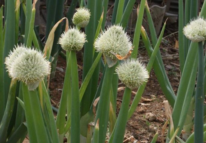 Varhada become Onion Seed Hub | वऱ्हाडची ‘कांदा बियाणे हब’कडे वाटचाल! Varhada become Onion Seed Hub | वऱ्हाडची ‘कांदा बियाणे हब’कडे वाटचाल!