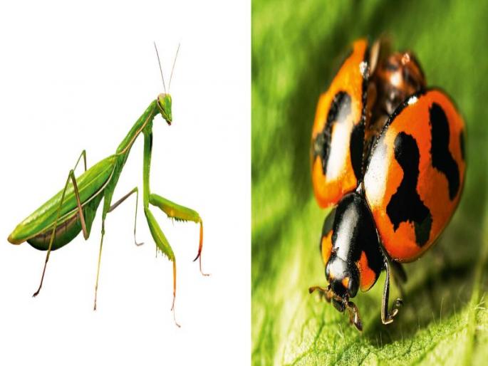 Friend | मित्रकिडा Friend | मित्रकिडा