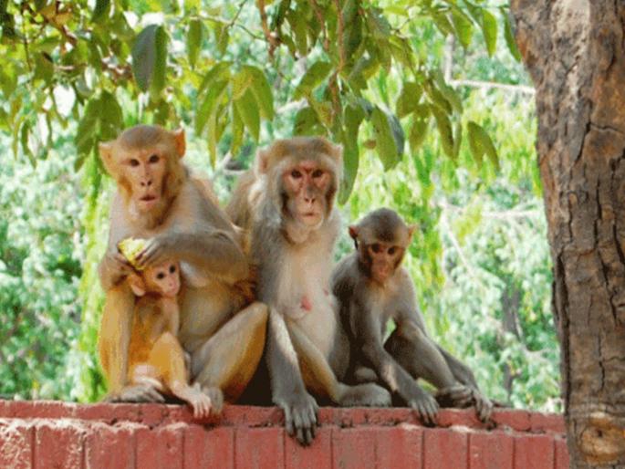 Those who catch monkeys will get Rs 600; Forest Department's plan, 'like this' will be the financial reward | माकड पकडणाऱ्याला मिळणार ६०० रुपये; वनविभागाची योजना, 'असा' मिळेल आर्थिक मोबदला