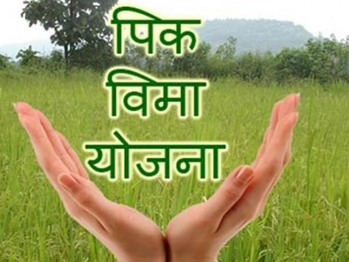 Eliminate technical difficulties in online application of crop insurance | ऑनलाईन अर्जात तांत्रिक अडचणींचा खोडा Eliminate technical difficulties in online application of crop insurance | ऑनलाईन अर्जात तांत्रिक अडचणींचा खोडा