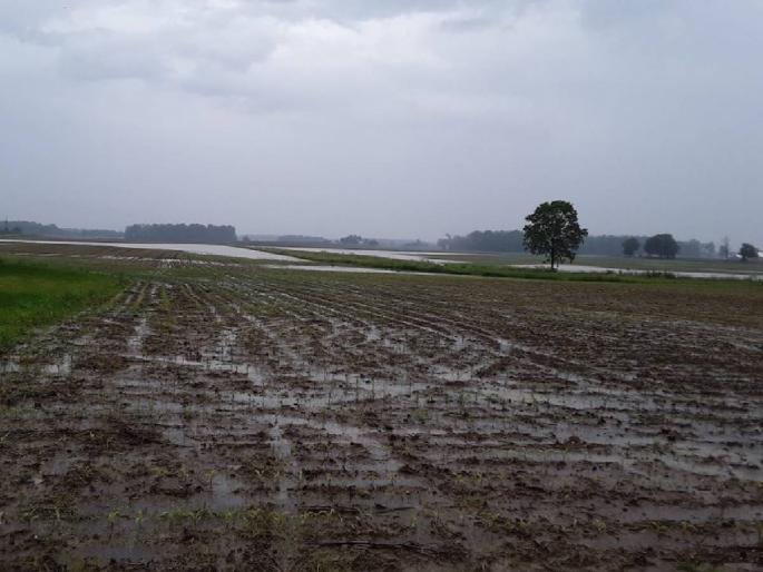 50 mm in 5 days in Marathwada. the rain | मराठवाड्यात पावसाची तूट कायम, ५ दिवसांत ५० मि.मी. पाऊस 50 mm in 5 days in Marathwada. the rain | मराठवाड्यात पावसाची तूट कायम, ५ दिवसांत ५० मि.मी. पाऊस