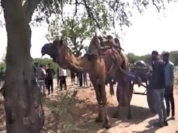 Bikaner news, camel fatally attacks its owner; Crushed underfoot and sat on body, death on the spot | पाळीव उंटाचा मालकावर जीवघेणा हल्ला; पायाखाली चिरडलं आणि अंगावर बसला, जागीच मृत्यू Bikaner news, camel fatally attacks its owner; Crushed underfoot and sat on body, death on the spot | पाळीव उंटाचा मालकावर जीवघेणा हल्ला; पायाखाली चिरडलं आणि अंगावर बसला, जागीच मृत्यू