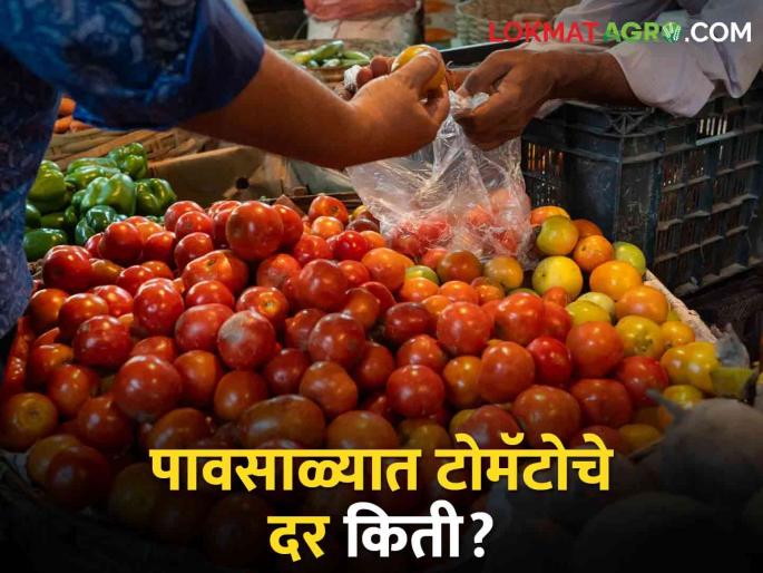Tomato Rates Today: What is the rate of tomato in monsoon season? | Tomato Rates Today : पावसाळ्यात टोमॅटोचे दर वाढले! किती मिळतोय दर? Tomato Rates Today: What is the rate of tomato in monsoon season? | Tomato Rates Today : पावसाळ्यात टोमॅटोचे दर वाढले! किती मिळतोय दर?