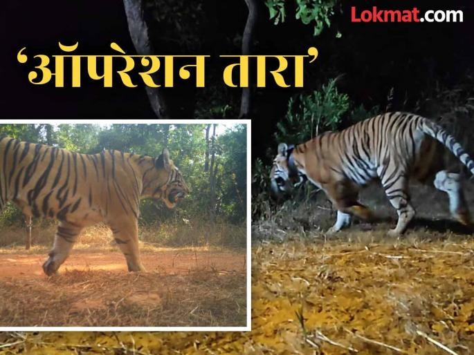 Second tigress from Tadoba in the Sahyadris! 'T7-S2' female 'soft released' in Sonarli in Chandoli National Park | ताडोबातील दुसरी वाघीणही सह्याद्रीच्या कुशीत! 'टी ७- एस २' मादीचे चांदोली राष्ट्रीय उद्यानातील सोनारलीमध्ये 'सॉफ्ट रिलीज' Second tigress from Tadoba in the Sahyadris! 'T7-S2' female 'soft released' in Sonarli in Chandoli National Park | ताडोबातील दुसरी वाघीणही सह्याद्रीच्या कुशीत! 'टी ७- एस २' मादीचे चांदोली राष्ट्रीय उद्यानातील सोनारलीमध्ये 'सॉफ्ट रिलीज'