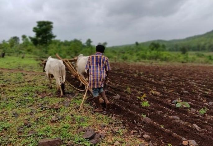 Prime Minister's Agriculture Insurance: 30% reduction in registration | पंतप्रधान कृषी विमा : नाव नोंदणीत ३० टक्के घट Prime Minister's Agriculture Insurance: 30% reduction in registration | पंतप्रधान कृषी विमा : नाव नोंदणीत ३० टक्के घट