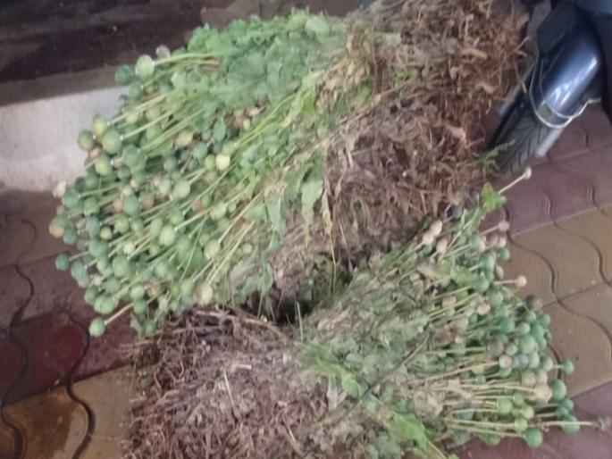 Opium cultivation in Pune district despite ban; A case has been registered against the farmer | Pune | बंदी असतानाही पुणे जिल्ह्यात अफूची शेती; शेतकऱ्याविरोधात गुन्हा दाखल Opium cultivation in Pune district despite ban; A case has been registered against the farmer | Pune | बंदी असतानाही पुणे जिल्ह्यात अफूची शेती; शेतकऱ्याविरोधात गुन्हा दाखल
