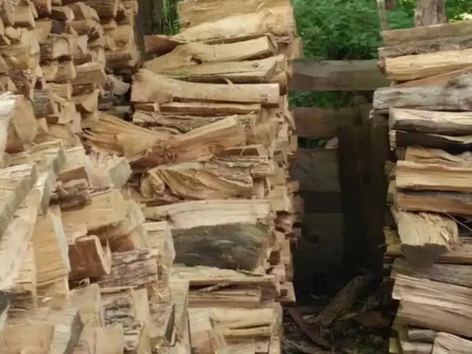 optical illusion can you find cat in this image goes viral test yourself | Optical Illusion : ‘या’ २ फोटोंमध्ये लपलेली मांजर शोधून दाखवा; सापडल्यास स्वत:ची पाठ थोपटाल