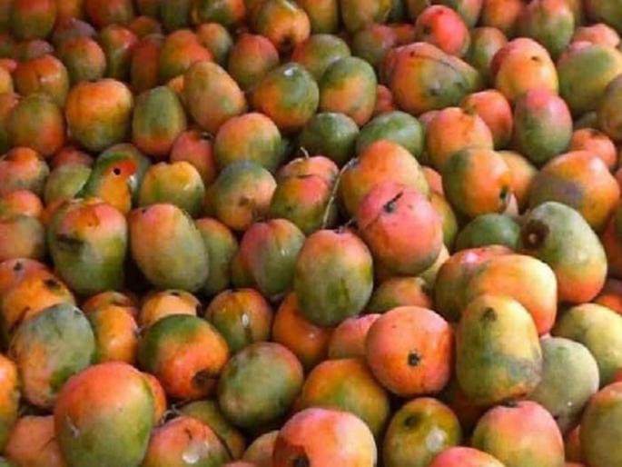 Optical Illusion : In this photo there is parrot hidden among the mangoes, can you find it | Optical Illusion : आंब्यांच्या मधोमध लपला आहे एक पोपट, भलेभले शोधून थकले; बघा तुम्हाला दिसतो का! Optical Illusion : In this photo there is parrot hidden among the mangoes, can you find it | Optical Illusion : आंब्यांच्या मधोमध लपला आहे एक पोपट, भलेभले शोधून थकले; बघा तुम्हाला दिसतो का!