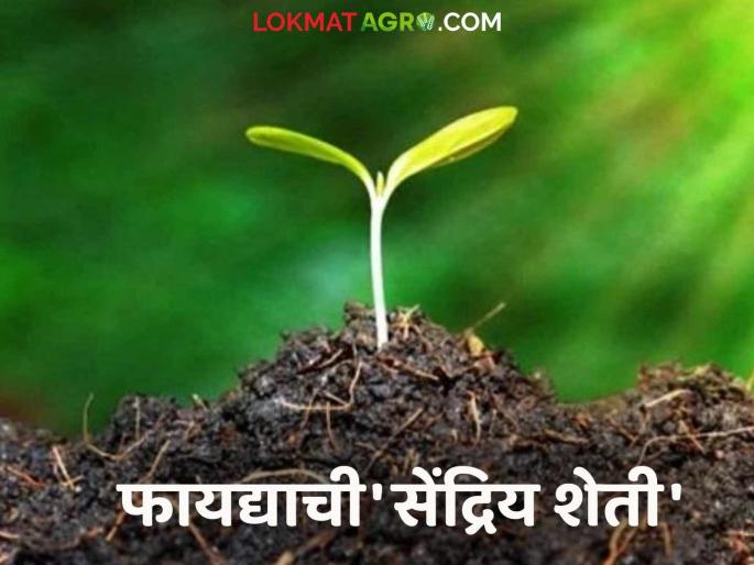 Prosperous health will be guaranteed; The benefits of organThe assurance of prosperous health; the unique benefits of organic farming | समृद्ध आरोग्याची मिळेल शाश्वती; सेंद्रिय शेतीच्या फायद्याची बात न्यारी Prosperous health will be guaranteed; The benefits of organThe assurance of prosperous health; the unique benefits of organic farming | समृद्ध आरोग्याची मिळेल शाश्वती; सेंद्रिय शेतीच्या फायद्याची बात न्यारी