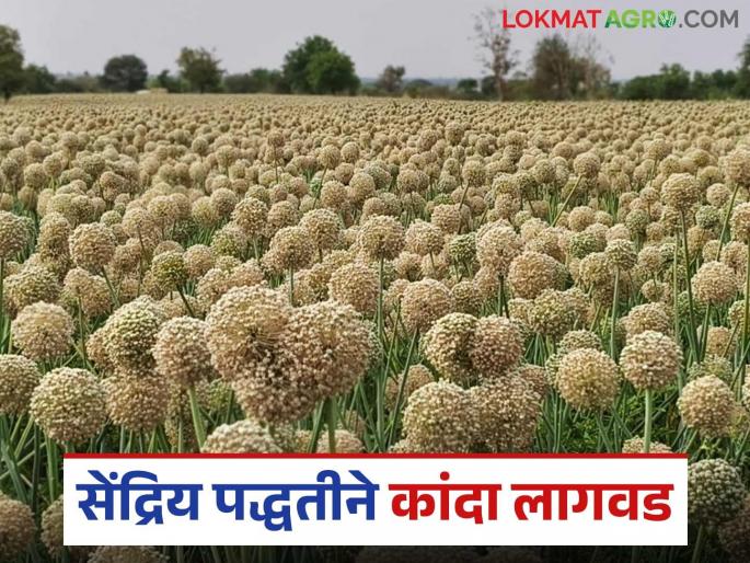 Organic Onion Cultivation: Organically grown onion blooms! Read in detail | Organic Onion Cultivation: सेंद्रिय पद्धतीने बिजवाई कांदा बहरला! वाचा सविस्तर Organic Onion Cultivation: Organically grown onion blooms! Read in detail | Organic Onion Cultivation: सेंद्रिय पद्धतीने बिजवाई कांदा बहरला! वाचा सविस्तर