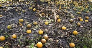 The fertility of the 'fitopura' on the oranges in the western viderbha. Orange production troubles! | पश्चिम व-हाडातील संत्राबागांवर ‘फायटोप्योरा’ किडीचा प्रादूर्भाव; संत्राउत्पादक अडचणीत! The fertility of the 'fitopura' on the oranges in the western viderbha. Orange production troubles! | पश्चिम व-हाडातील संत्राबागांवर ‘फायटोप्योरा’ किडीचा प्रादूर्भाव; संत्राउत्पादक अडचणीत!