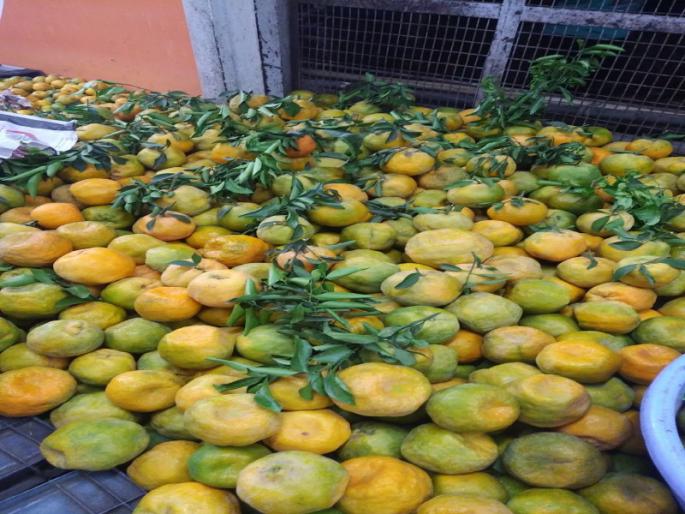 Nagpuri The first container of oranges goes to dubai | नागपुरी संत्र्यांचा पहिला कंटेनर वाशीहून दुबईला गुरुवारी झाला रवाना Nagpuri The first container of oranges goes to dubai | नागपुरी संत्र्यांचा पहिला कंटेनर वाशीहून दुबईला गुरुवारी झाला रवाना
