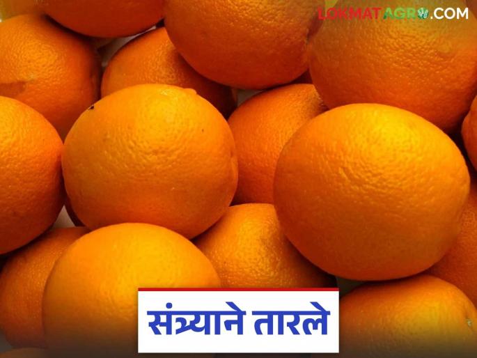Orange Cultivation: Irrigation facility increases orange cultivation by 'so many' hectares; Read in detail how to benefit | Orange Cultivation: सिंचन सुविधेमुळे संत्र्याच्या लागवडीत 'इतक्या' हेक्टरने वाढ; कसा होणार फायदा वाचा सविस्तर Orange Cultivation: Irrigation facility increases orange cultivation by 'so many' hectares; Read in detail how to benefit | Orange Cultivation: सिंचन सुविधेमुळे संत्र्याच्या लागवडीत 'इतक्या' हेक्टरने वाढ; कसा होणार फायदा वाचा सविस्तर